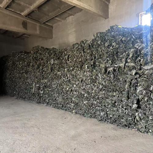 今年新鲜冷水海带干货散菜干源头工厂批发地摊货昆布厚片厚实